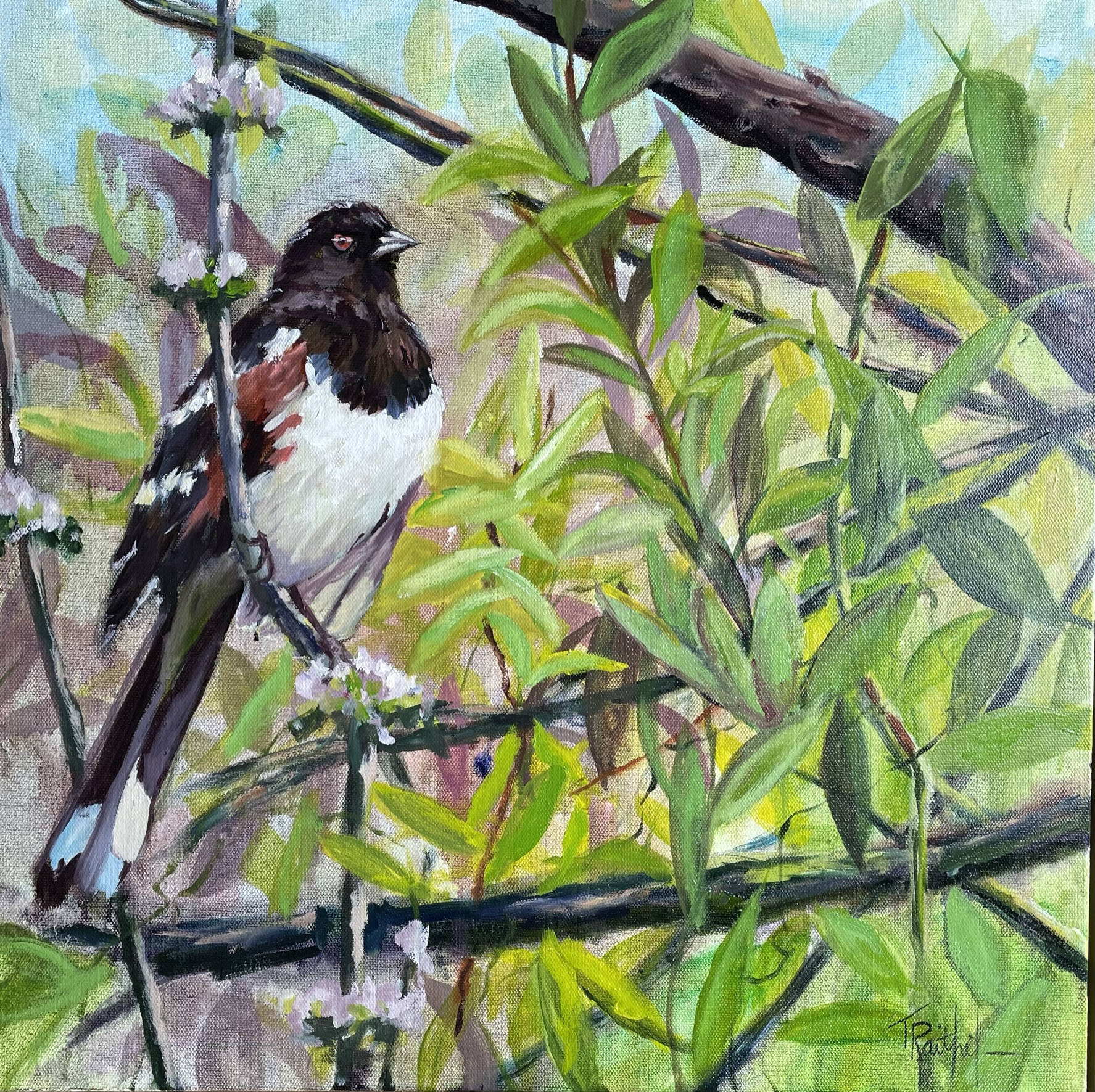 Eastern Towhee